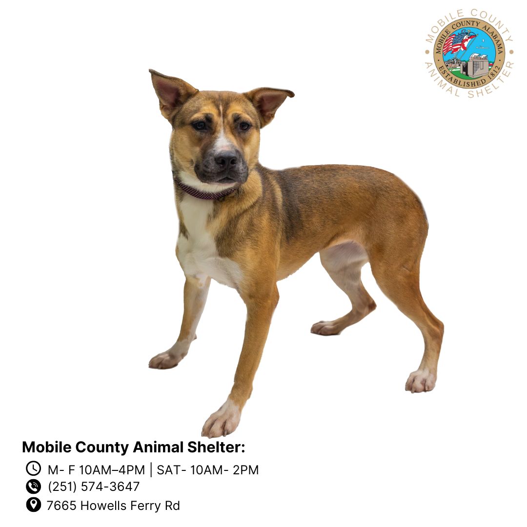 adoptable Dog in Mobile, AL named LYZA