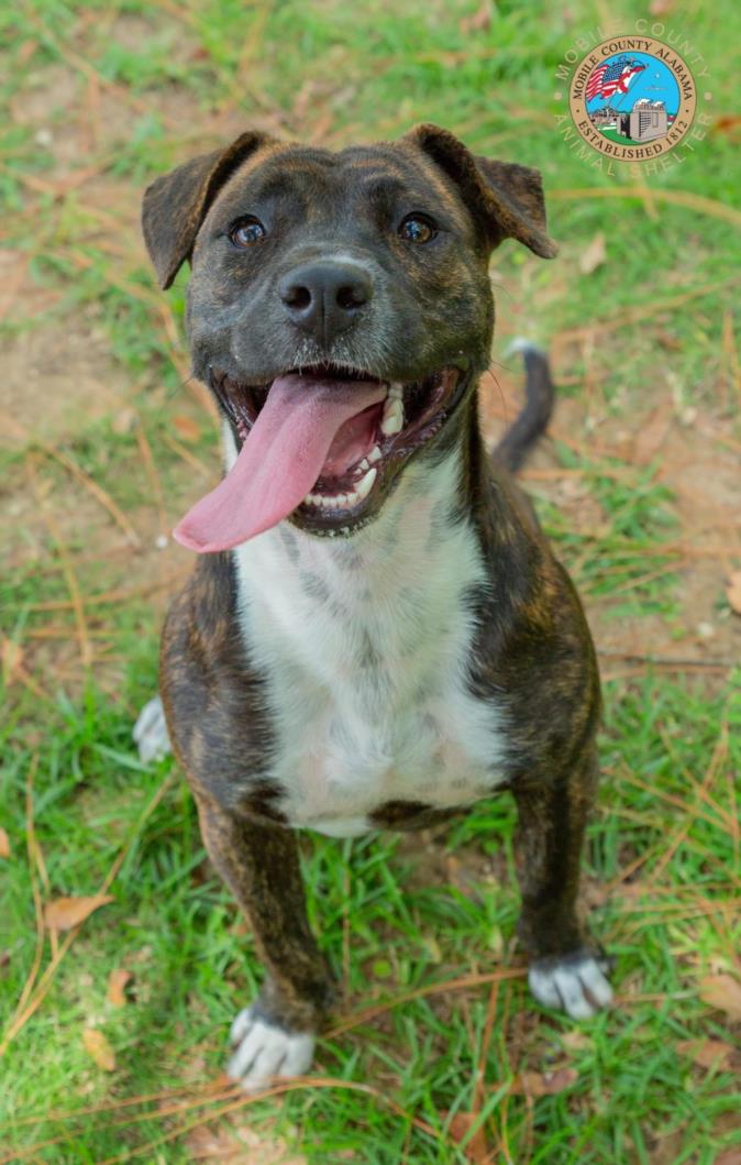 adoptable Dog in Mobile, AL named CAPONE