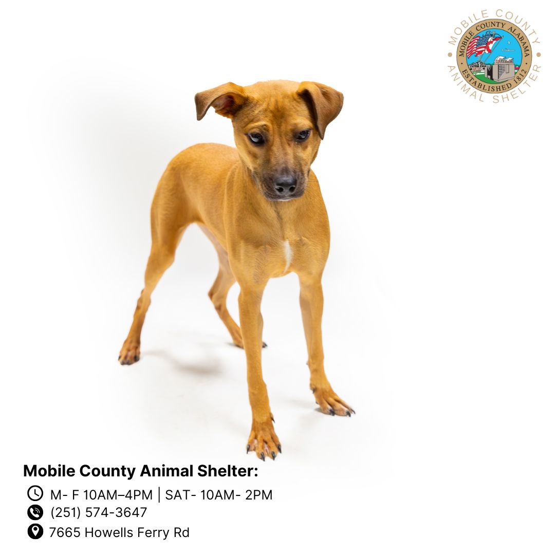 adoptable Dog in Mobile, AL named ROSE