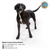 adoptable Dog in Mobile, AL named NITA