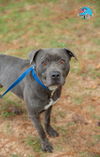 adoptable Dog in Mobile, AL named KEITH