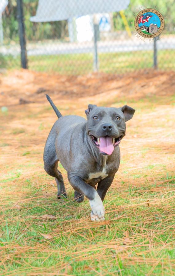 adoptable Dog in Mobile, AL named DUMPLIN