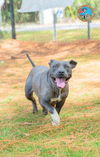 adoptable Dog in Mobile, AL named DUMPLIN