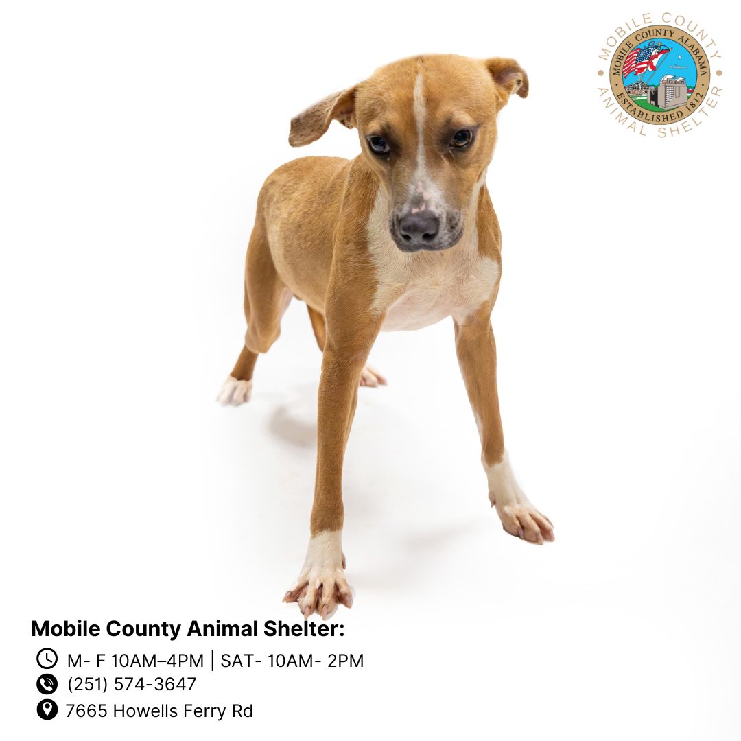 adoptable Dog in Mobile, AL named BOOSTER