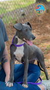 adoptable Dog in Mobile, AL named AQUA