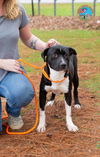 adoptable Dog in Mobile, AL named LADY