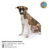 adoptable Dog in Mobile, AL named LAQUISHA