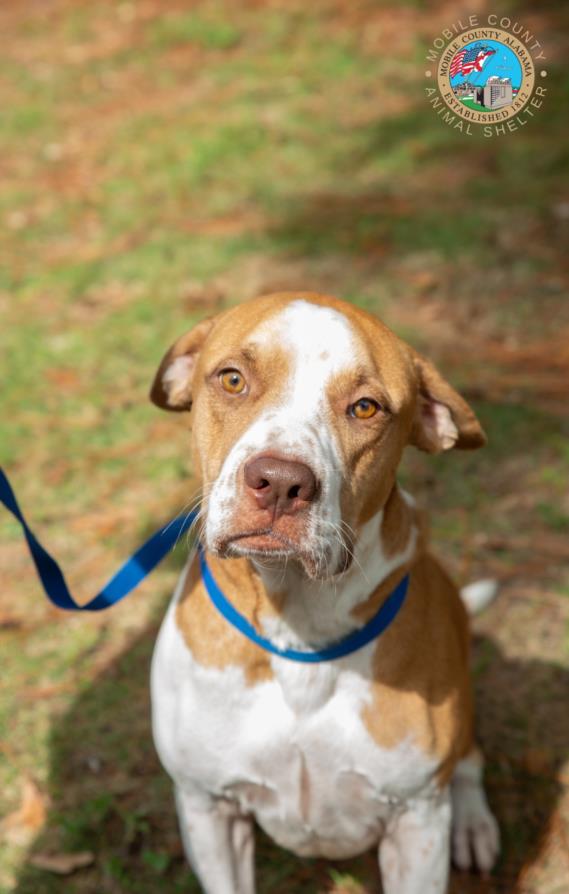 adoptable Dog in Mobile, AL named BILLY