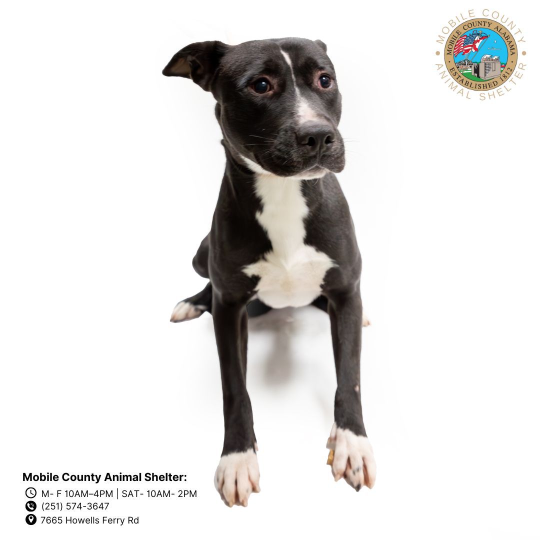 adoptable Dog in Mobile, AL named LAMP