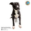 adoptable Dog in , AL named LAMP