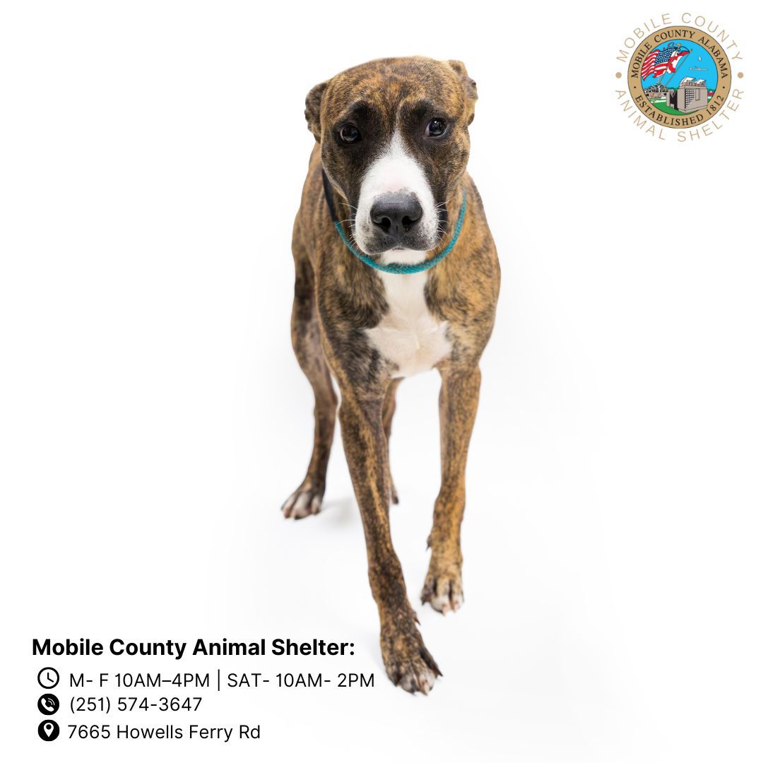 adoptable Dog in Mobile, AL named RACCOON