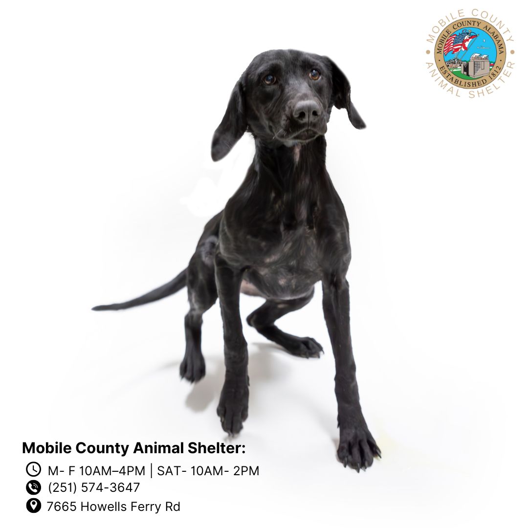 adoptable Dog in Mobile, AL named PEARL