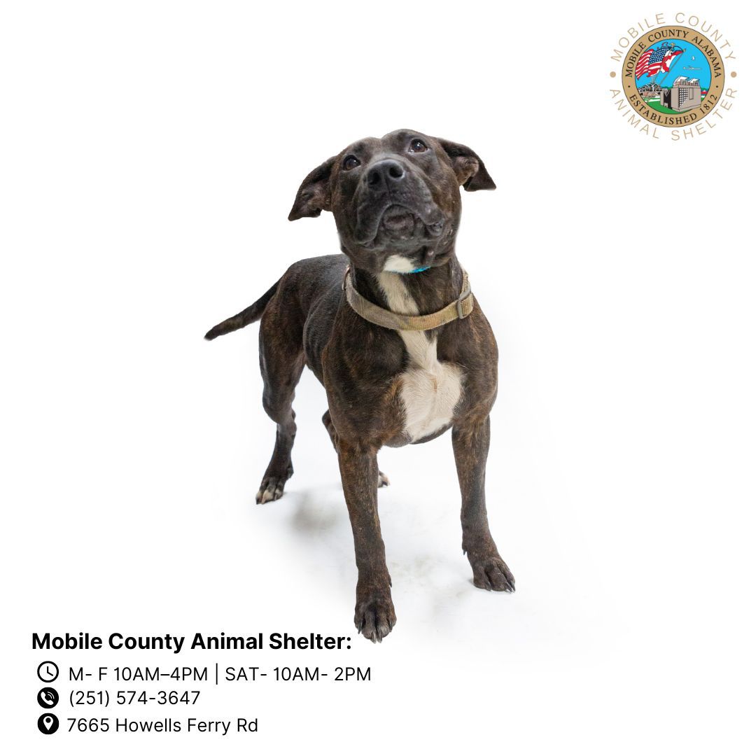 adoptable Dog in Mobile, AL named BREAD