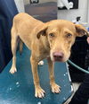 adoptable Dog in , AL named LACY