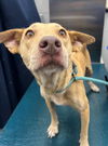 adoptable Dog in , AL named LUDY