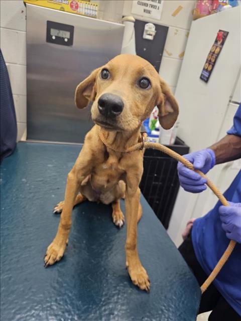 adoptable Dog in Mobile, AL named LUCY