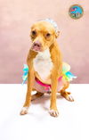 adoptable Dog in  named BETTE