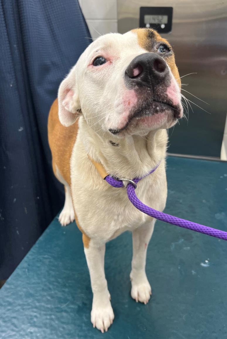 adoptable Dog in Mobile, AL named LANA