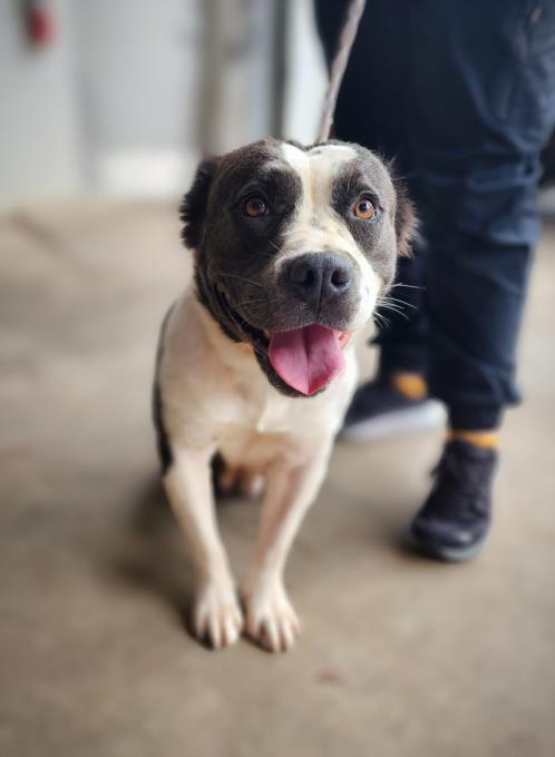 adoptable Dog in Mobile, AL named WENDY