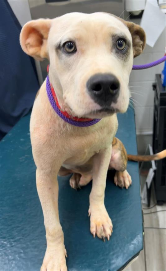 adoptable Dog in Mobile, AL named WILLY