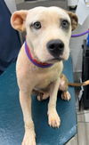 adoptable Dog in , AL named WILLY