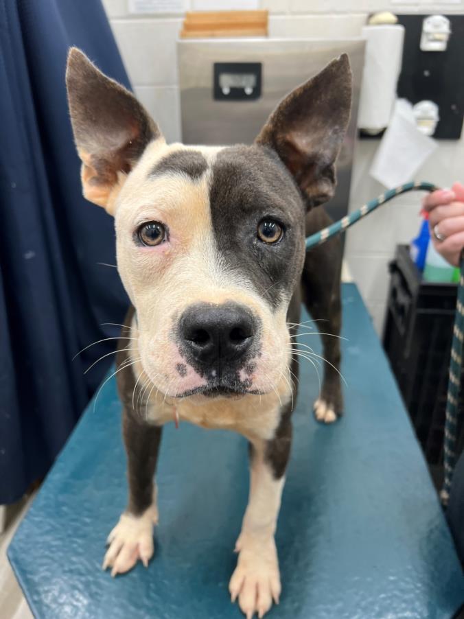 adoptable Dog in Mobile, AL named WONKA