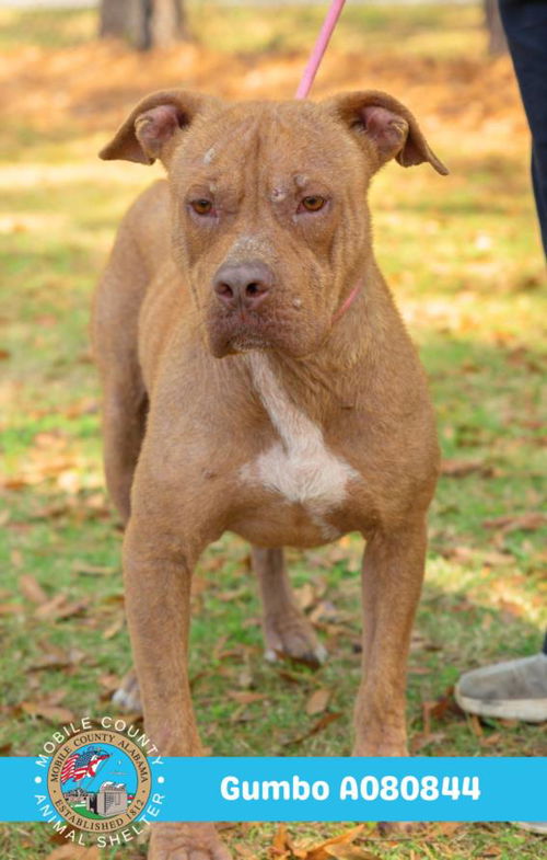 picture of the dog needing adoption