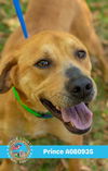 adoptable Dog in , AL named PRINCE