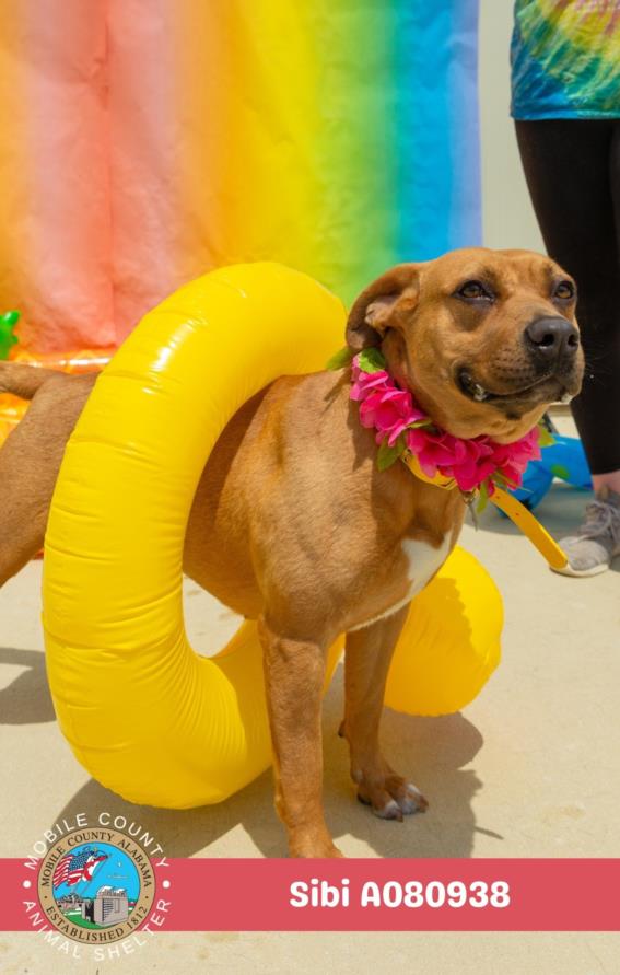 adoptable Dog in Mobile, AL named SIBI
