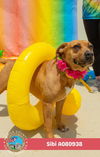 adoptable Dog in  named SIBI