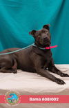 adoptable Dog in , AL named BAMA
