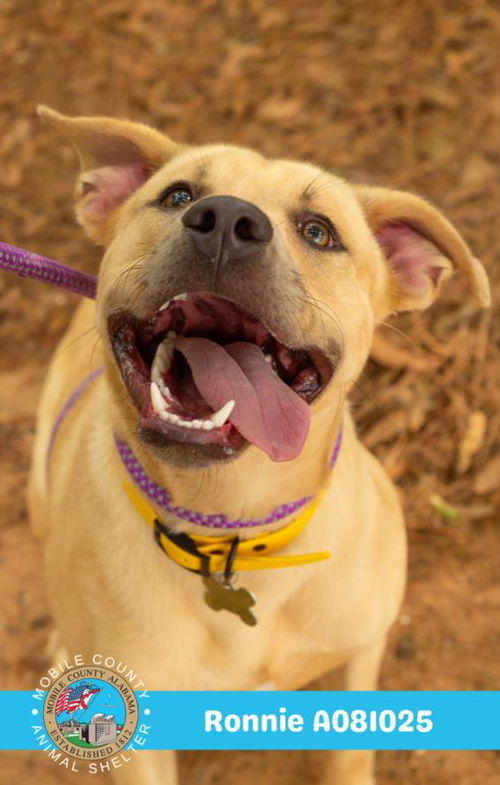 picture of the dog needing adoption