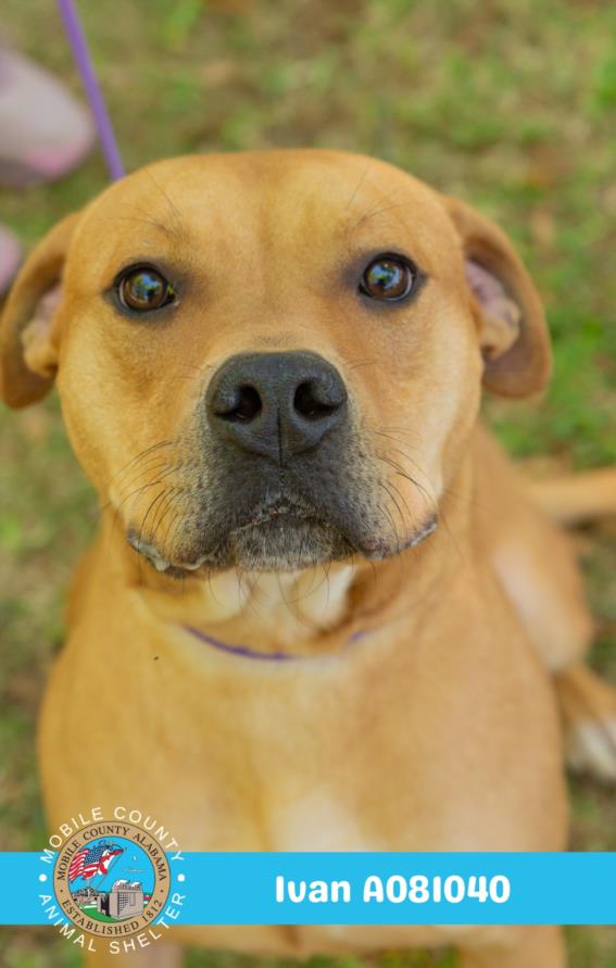 adoptable Dog in Mobile, AL named IVAN