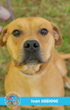 adoptable Dog in Mobile, AL named IVAN