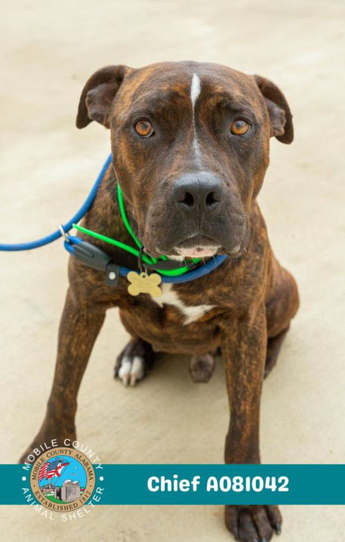picture of the dog needing adoption