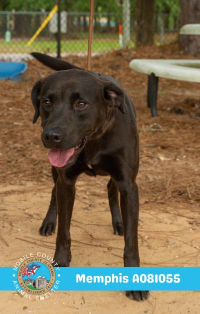 picture of the dog needing adoption