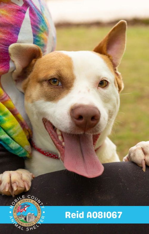 picture of the dog needing adoption