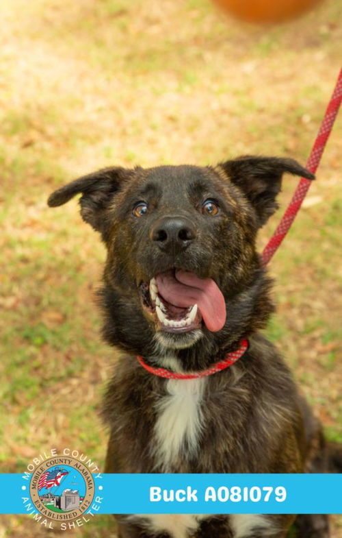 picture of the dog needing adoption