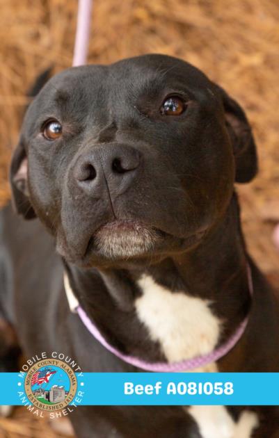 picture of the dog needing adoption