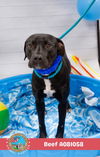 adoptable Dog in  named BEEF