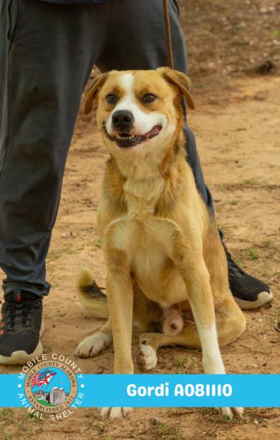 picture of the dog needing adoption