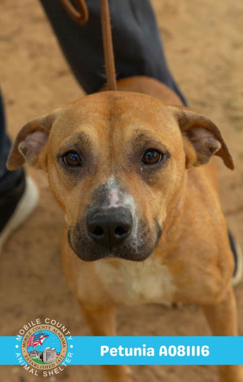 picture of the dog needing adoption