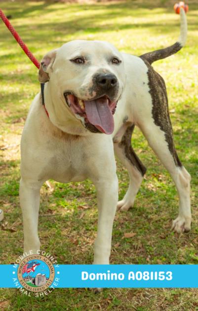 picture of the dog needing adoption