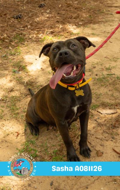 picture of the dog needing adoption