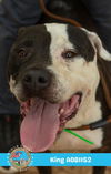 adoptable Dog in  named KING
