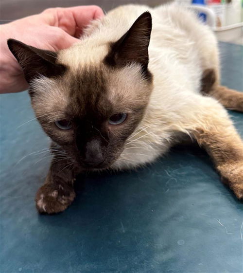 picture of the cat needing adoption