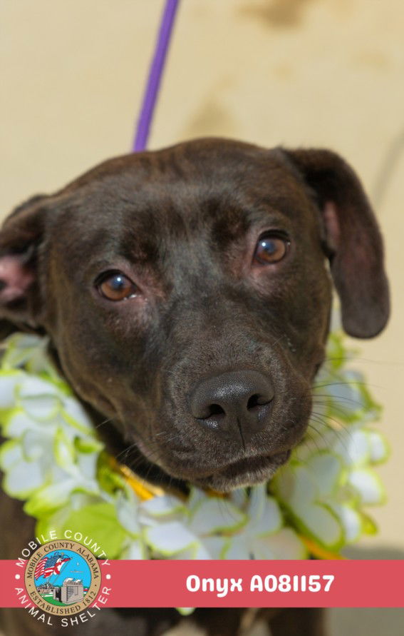 adoptable Dog in Mobile, AL named ONYX