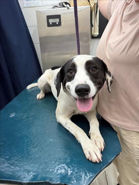 picture of the dog needing adoption