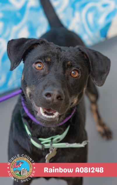adoptable Dog in Mobile, AL named RAINBOW