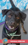 adoptable Dog in Mobile, AL named RAINBOW